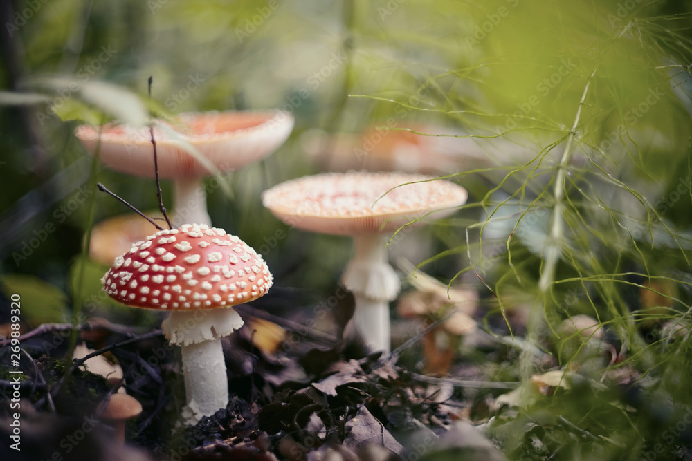 A few red mushrooms fly agaric in the forest. A few red mushrooms fly agaric in the forest.