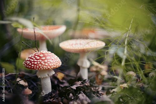 A few red mushrooms fly agaric in the forest.