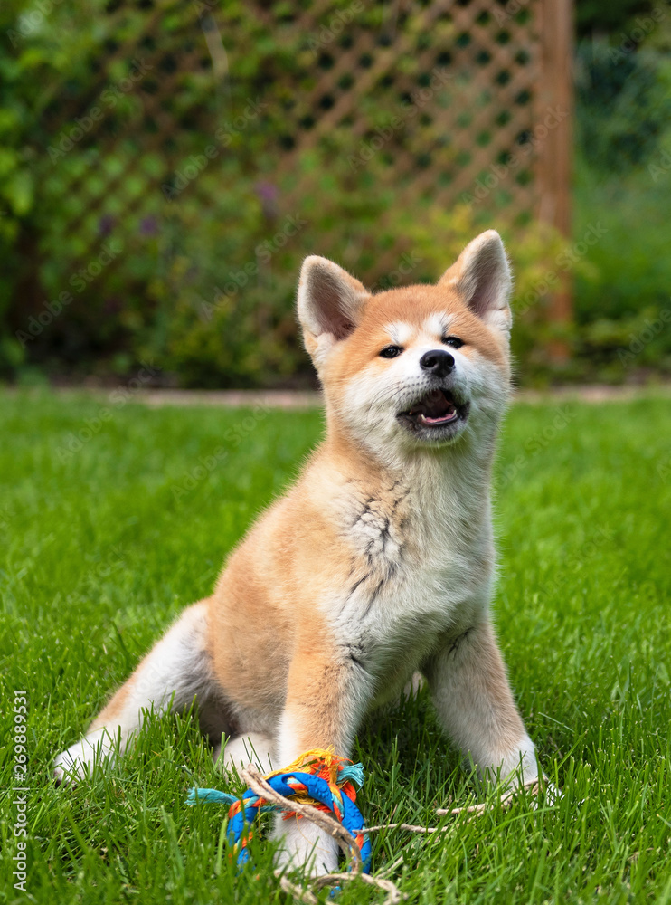 Akita puppy playing in the garden