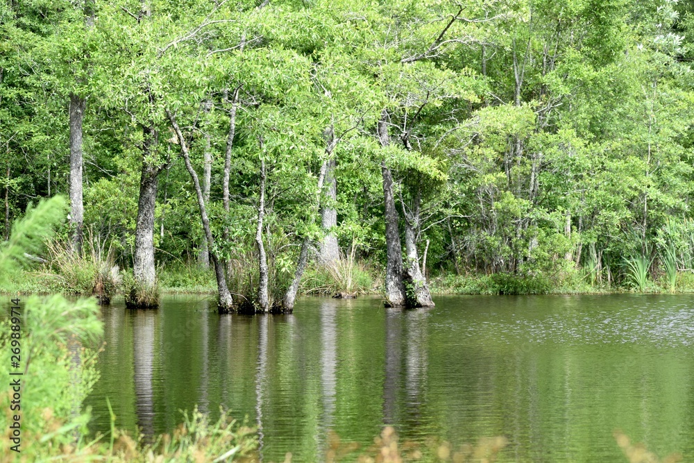 Trees grow in the middle of a lake. Trees grow in the middle of a lake.