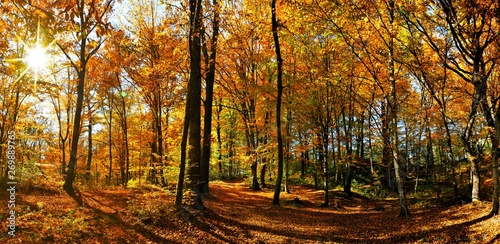Fototapeta Naklejka Na Ścianę i Meble -  Autumn in the yellowed forest