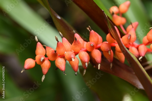 Red Flower Branch