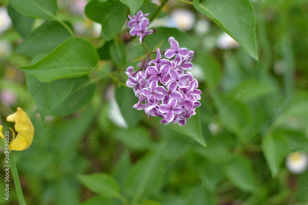 flower, lilac, nature, spring, pink, garden, purple, flowers, green, blossom, bush, blooming, beauty, bloom, floral, beautiful, summer, leaf, branch, petal, leaves, macro, tree, gardening flower, lilac, nature, spring, pink, garden, purple, flowers, green, blossom, bush, blooming, beauty, bloom, floral, beautiful, summer, leaf, branch, petal, leaves, macro, tree, gardening