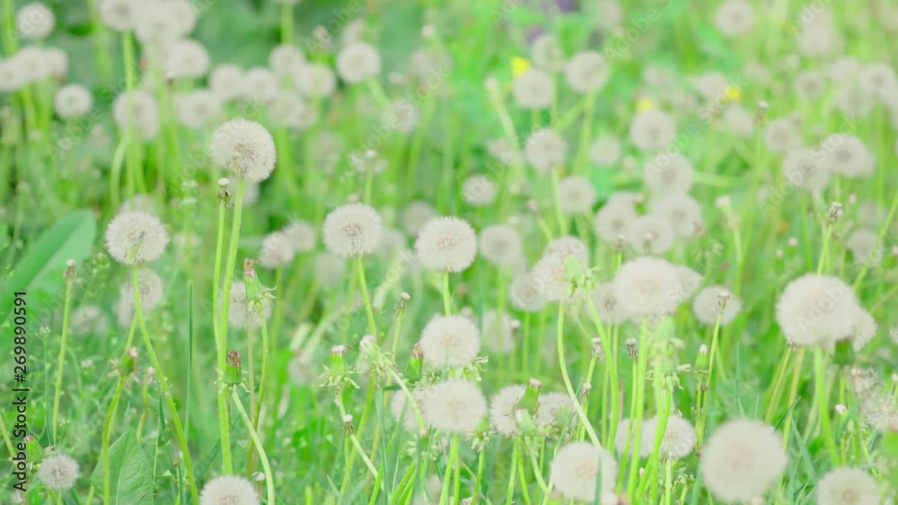 A field of dandelions. Seedhead of dandelion on wind. A field of dandelions. Seedhead of dandelion on wind.