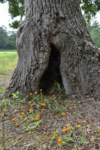 A tree in an old oak tree.
