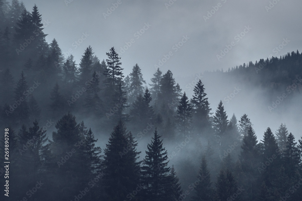 mystical mood over the forest