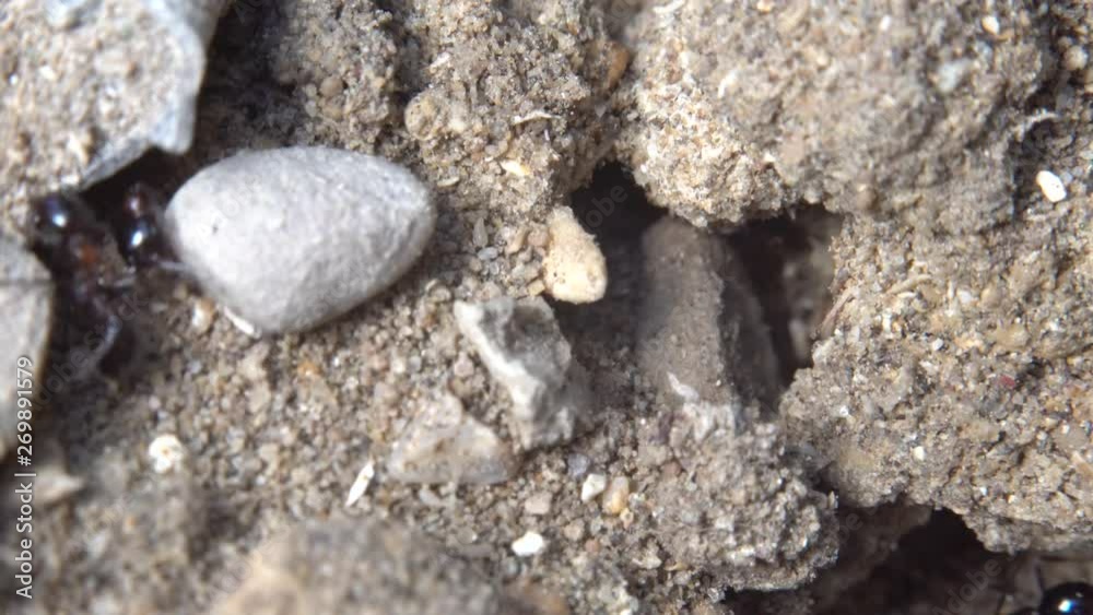 Ants running to their anthill. Ant community. Extreme macro close up shot. Ants running to their anthill. Ant community. Extreme macro close up shot.