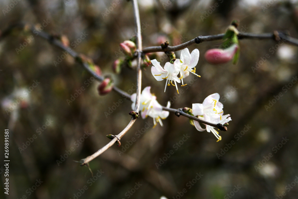 British hawthorn blossom, cherryy flowers on branches, spring blossom British hawthorn blossom, cherryy flowers on branches, spring blossom