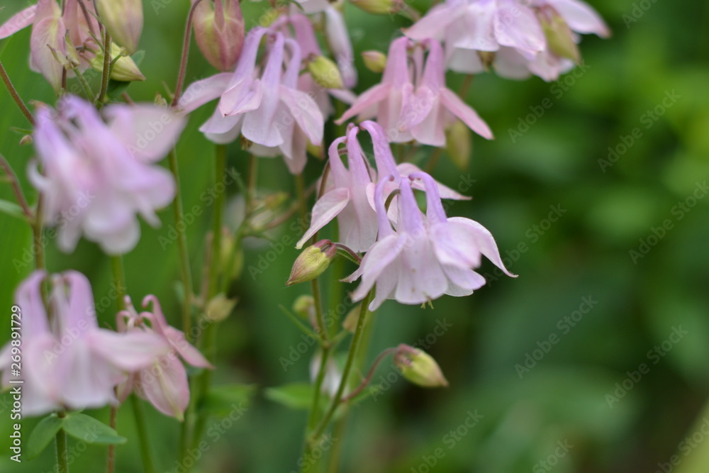 Obraz premium flower, pink, nature, purple, garden, spring, flowers, green, macro, blossom, flora, leaf, summer, petal, beautiful, closeup, close-up, violet, floral, color, beauty, lilac