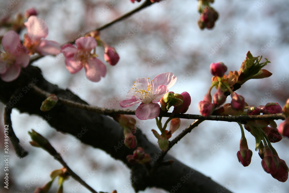 British hawthorn blossom, cherryy flowers on branches, spring blossom