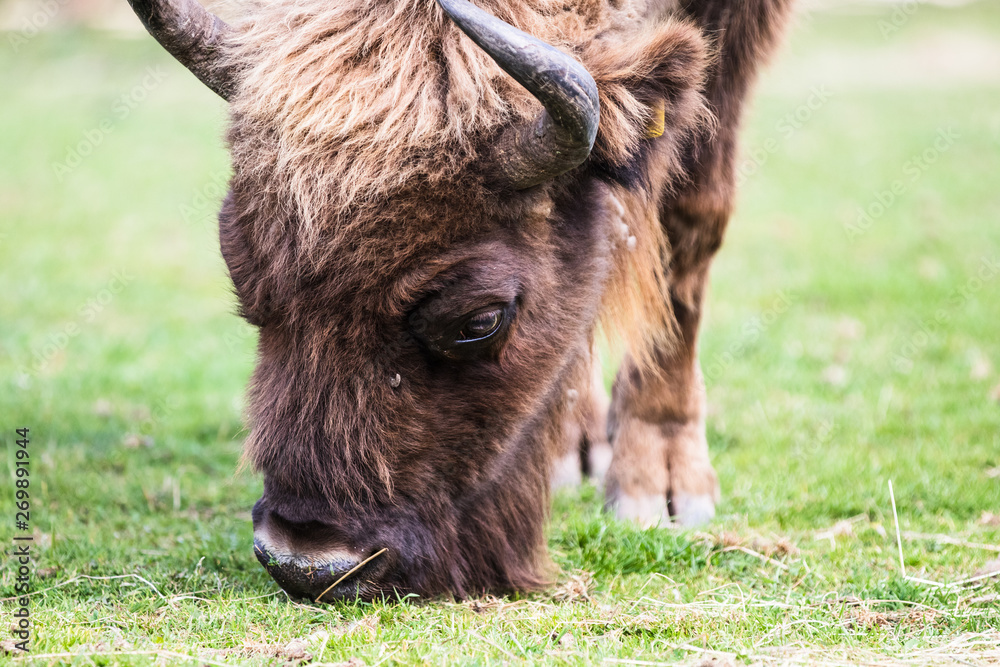 An European Bison, also called the Wisent, is Europe’s largest native mammal, which can reach over six feet in height and weigh 2000 pounds. An European Bison, also called the Wisent, is Europe’s largest native mammal, which can reach over six feet in height and weigh 2000 pounds.