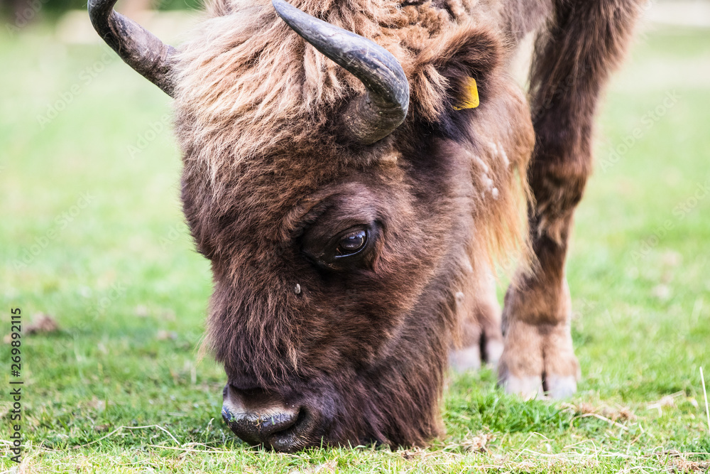 An European Bison, also called the Wisent, is Europe’s largest native mammal, which can reach over six feet in height and weigh 2000 pounds. An European Bison, also called the Wisent, is Europe’s largest native mammal, which can reach over six feet in height and weigh 2000 pounds.