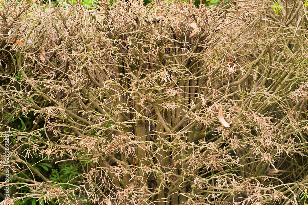 dead bush