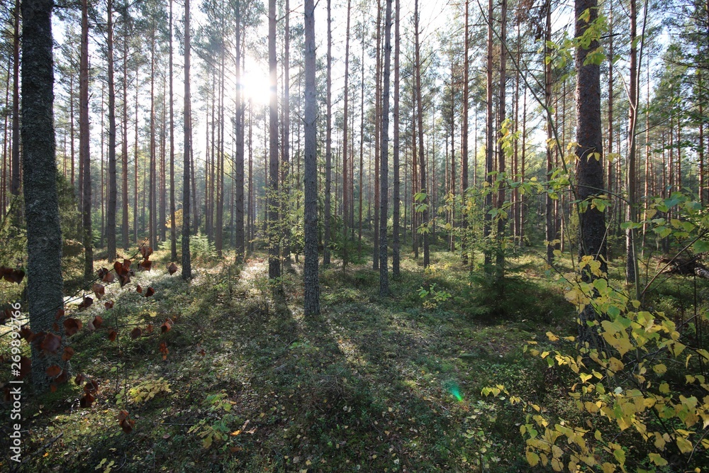 Obraz premium sun shining through swedish trees forest