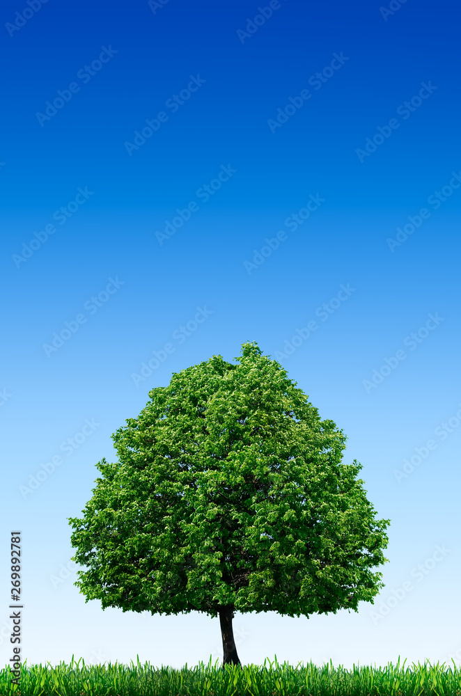 Lonely tree in a field against a blue sky. Landscape, desktop wallpaper.  Stock Photo | Adobe Stock