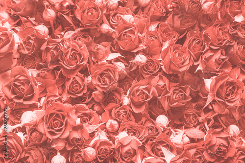 Fototapeta Naklejka Na Ścianę i Meble -  Living Coral background made of roses and many flowers, copy space. Nature floral background. Top view, flat lay.
