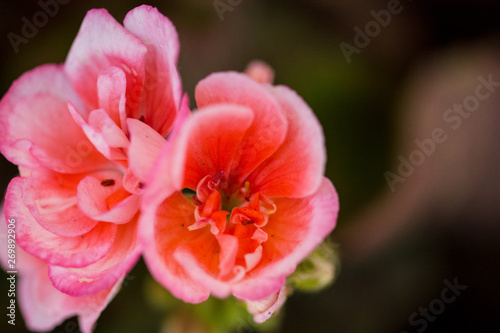 closeup of red flower © Fernando