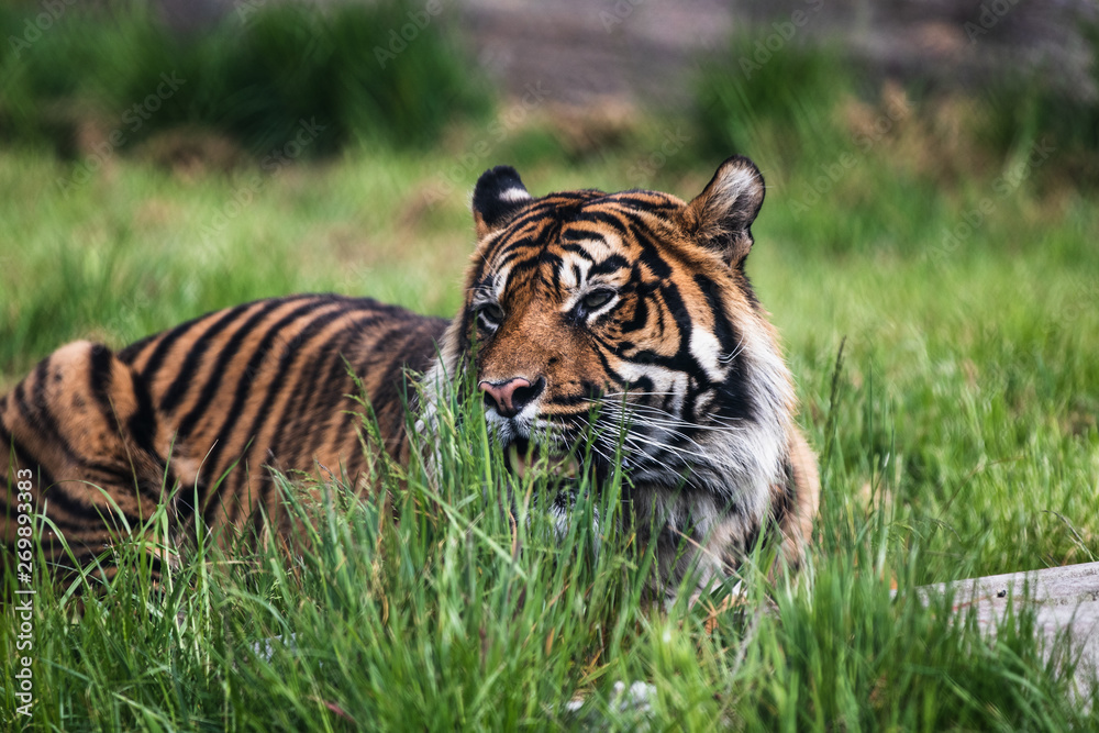 Obraz premium Close up of a Sumatran Tiger, which originally inhabits the Indonesian island of Sumatra. It was classified as critically endangered by IUCN in 2008.