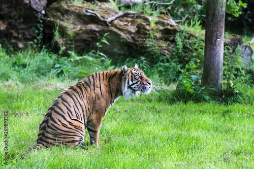 A Sumatran Tiger  which originally inhabits the Indonesian island of Sumatra. It has been classified as critically endangered species since 2008.