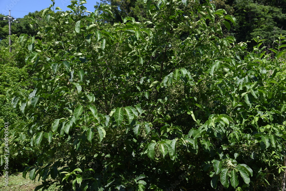 Spindle tree flowers (Euonymus hamiltonianus)
