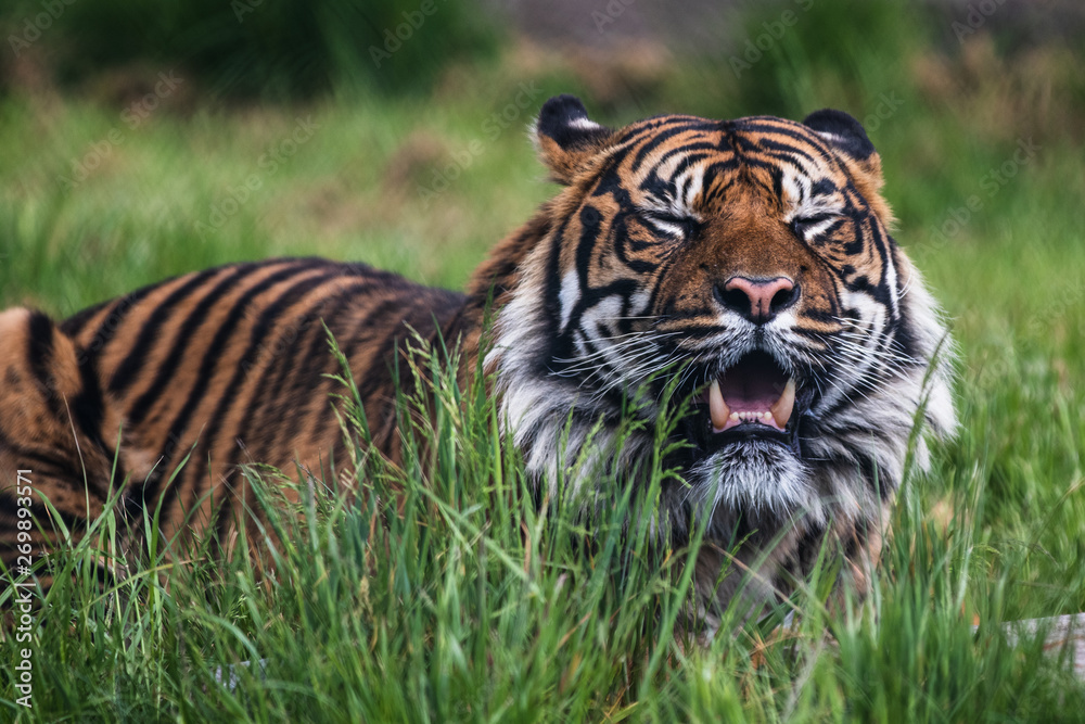 Obraz premium Close up of a Sumatran Tiger, which originally inhabits the Indonesian island of Sumatra. It was classified as critically endangered by IUCN in 2008.