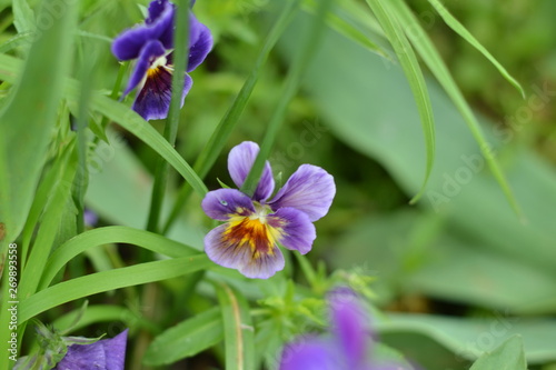 flower  nature  pansies  white  plant  spring  garden  green  flowers  summer  purple  pink  flora  blossom  wild  yellow  leaf  bloom  beauty  macro  violet  close-up  petal  floral  forest  beautifu