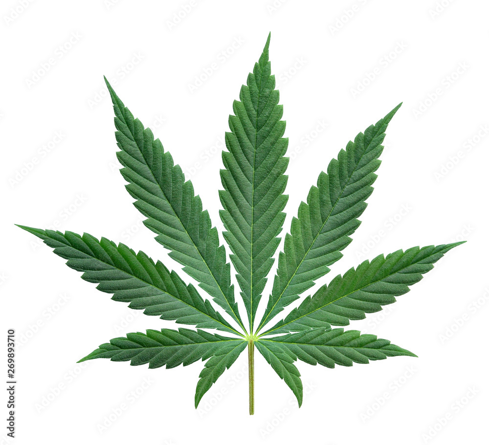 Green cannabis leaves isolated on white background. Growing medical marijuana.