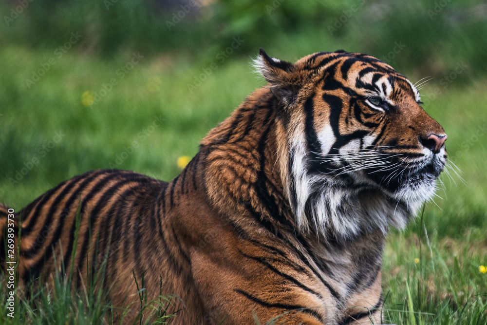 Naklejka premium Close up of a Sumatran Tiger, which originally inhabits the Indonesian island of Sumatra. It was classified as critically endangered by IUCN in 2008.