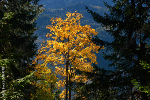 Bright yellow leaves on the autumn tree in the forest near swiss alpine village Wengen.
