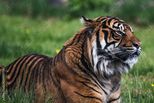 Close up of a Sumatran Tiger  which originally inhabits the Indonesian island of Sumatra. It was classified as critically endangered by IUCN in 2008.
