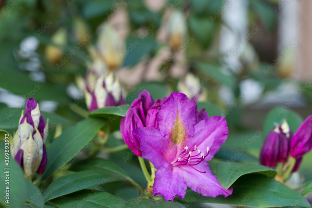 Naklejka premium Rhododendron pink flowers