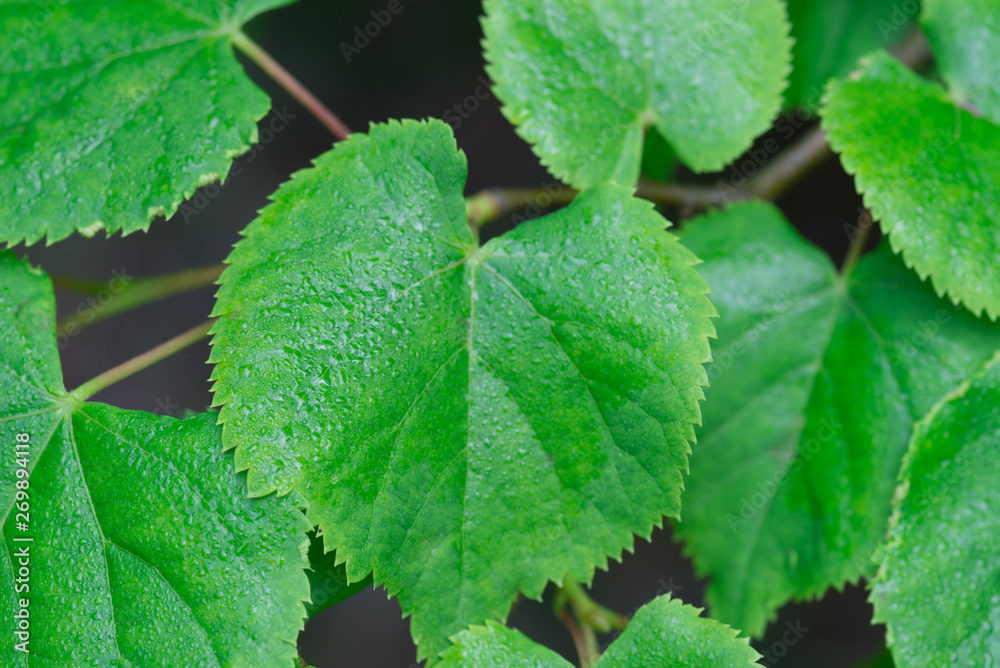 green spring linden leaves with dew drops green spring linden leaves with dew drops