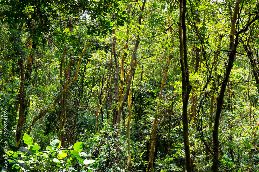 Tropical Jungle Scene in Singapore Tropical Jungle Scene in Singapore