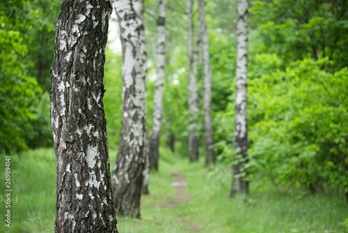 footpath in birch forest