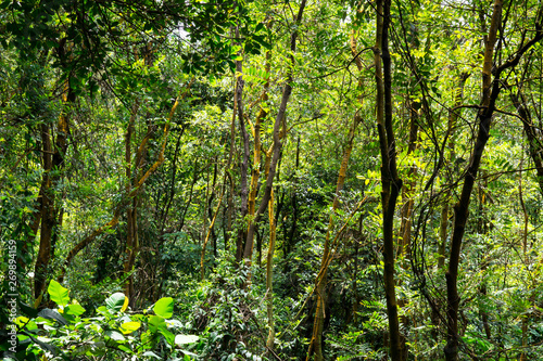 Tropical Jungle Scene in Singapore