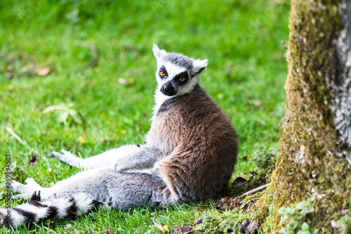 Ring-tailed Lemur, originally from Madagascar, is recognisable by its black and white-ringed tail. Its fur is grey or rosy-brown and white with black markings around its eyes and fox-like muzzle. © bacothelock