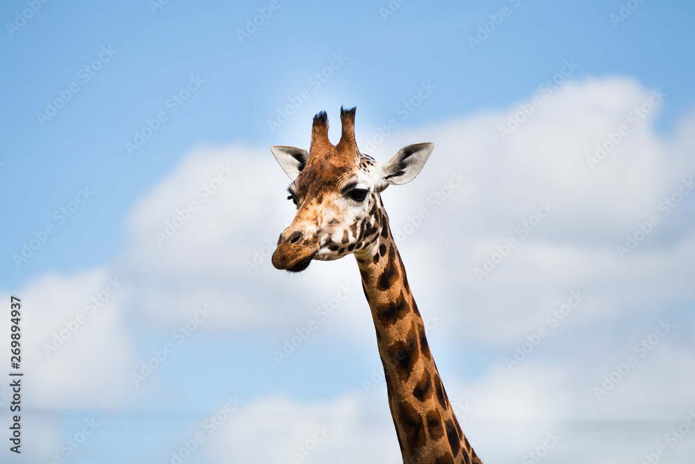 Fototapeta premium Rothschild Giraffe, one of nine subspecies in Africa, tallest of the land mammals, often referred to as the watchtowers of the Serengeti as it helps alert other animals to the presence of predators