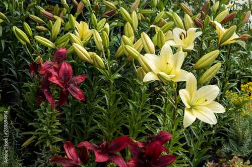 Yellow and maroon lilies adorn the beautiful garden
