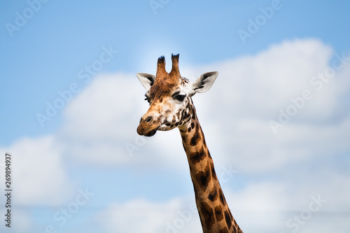 Rothschild Giraffe, one of nine subspecies in Africa, tallest of the land mammals, often referred to as the watchtowers of the Serengeti as it helps alert other animals to the presence of predators