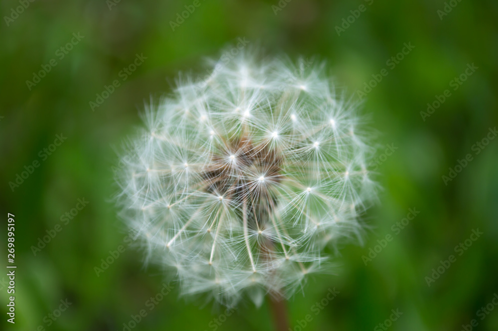 Fototapeta premium One fluffy white dandelion on green background with bokeh
