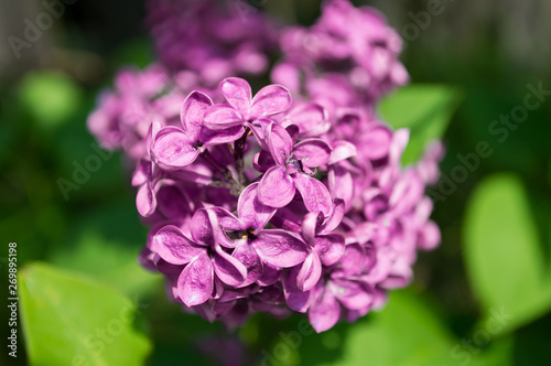 Purple lilacs in macro with background from green leafs