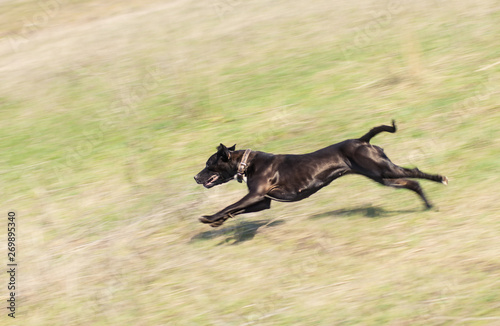 young black doberman dog running on the green grass