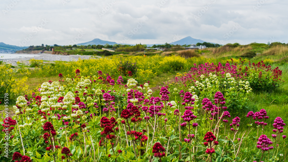 Field of red, white and purple wild Valerian flowers growing on the Irish East Coast in a landscape of mountain silhouettes and cloudy sky. Killiney beach in Dublin, Ireland.