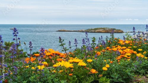 Field of bloomed Pot Marigold (Calendula officinalis) and Lavender flowers on a seascape background with a small distant island. Dillon's Park flora, in Dublin, Ireland.