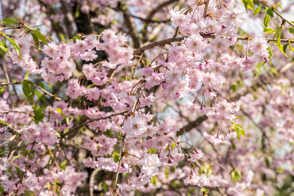 Blooming sakura flowers at spring
