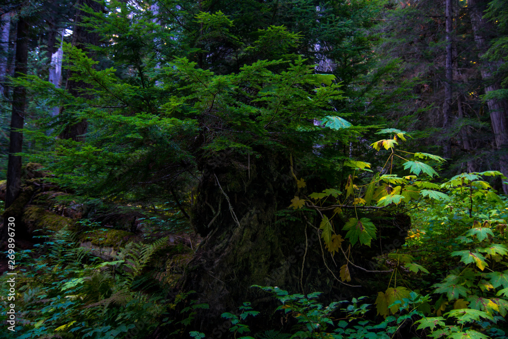 Green undergrowth in British Columbia forest. Stump in green.