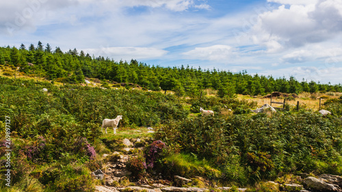 Picturesque Wicklow Mountains, Ireland landscape with fir trees and two white curious sheep looking one at the other. Irish green countryside on a summer day.
