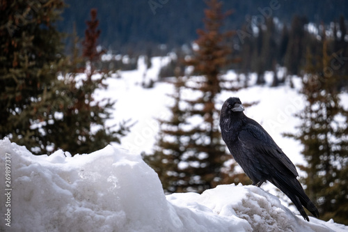 Raven at Jasper National Park