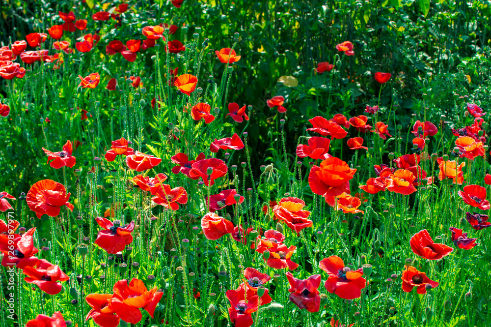 Poppy flowers and the stems of green colors