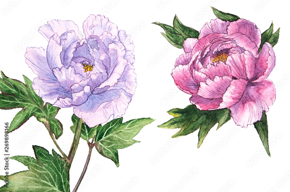 watercolor peony flowers with leaves watercolor peony flowers with leaves